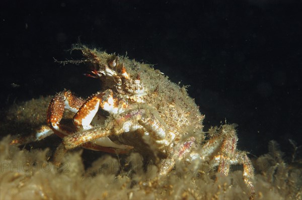 Spiny crab