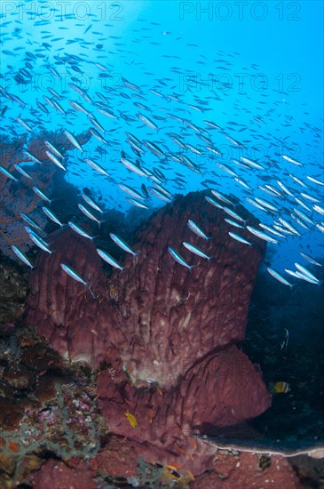 Blue-striped fusiliers