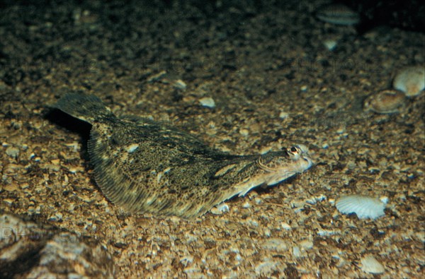 Lemon sole