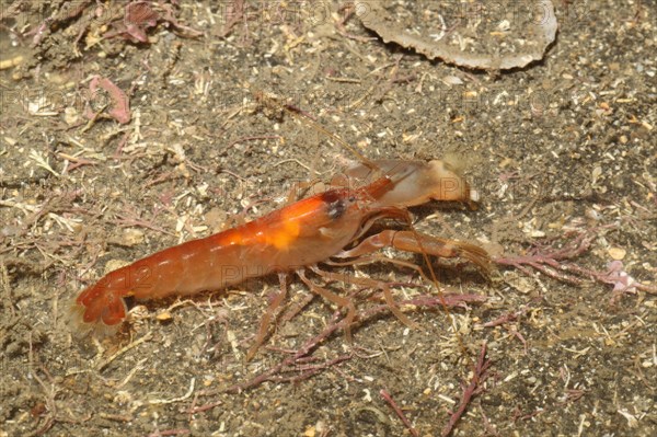 Snapping Prawn