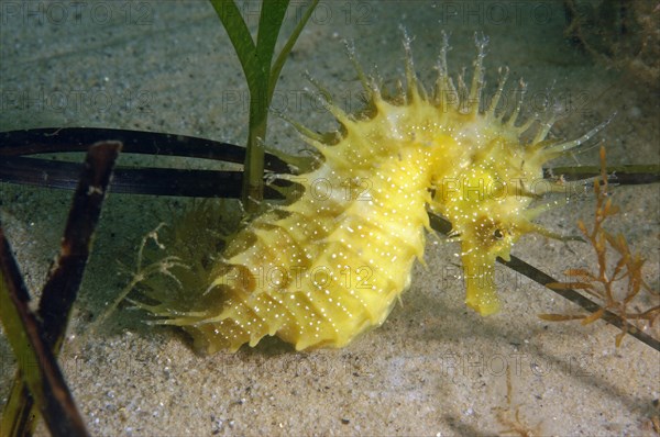 Long-snouted Seahorse