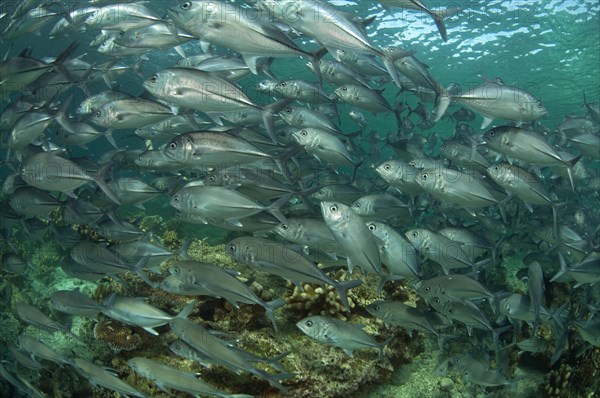 Bigeye trevally