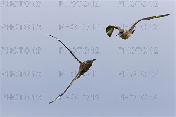 Great Skua