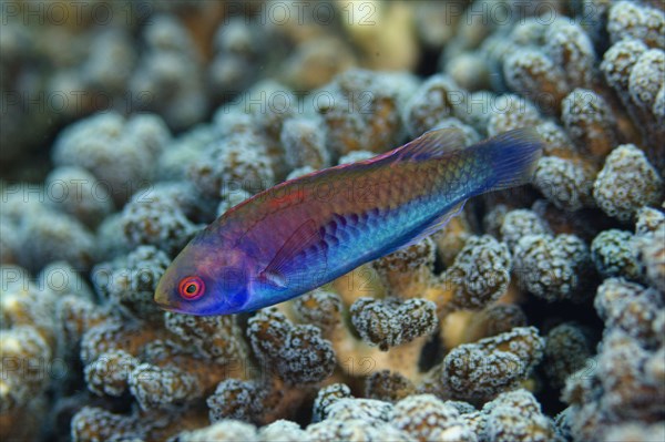 Solar Fairy-wrasse