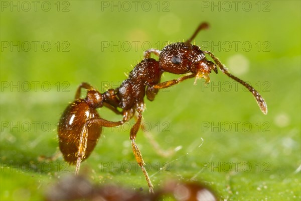 Red garden ant