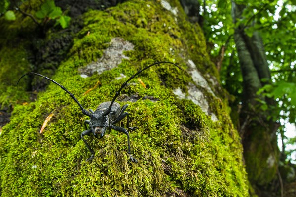 Longhorn Beetle