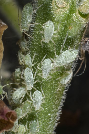 Lupine aphid