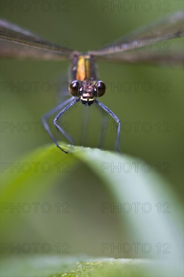 Agrion virgo