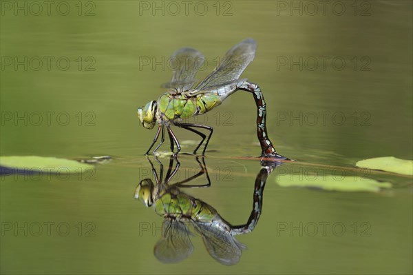 Large damselfly