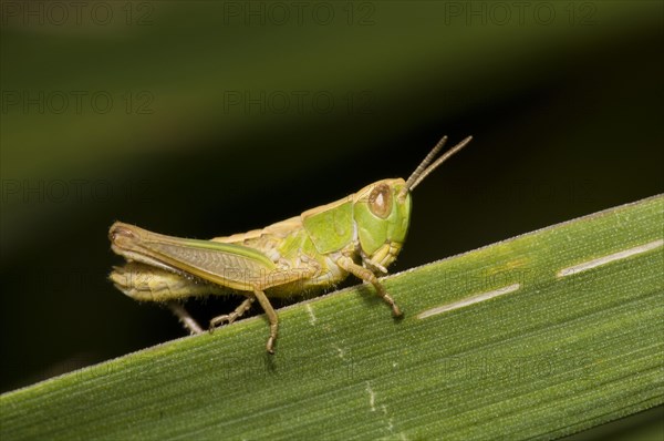 Lesser marsh grasshopper