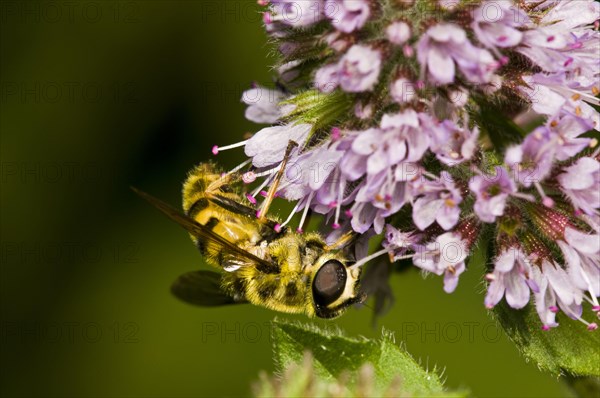 Hoverfly