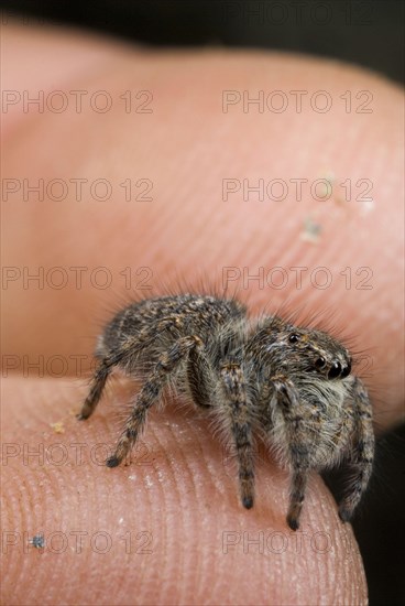 Jumping Spider