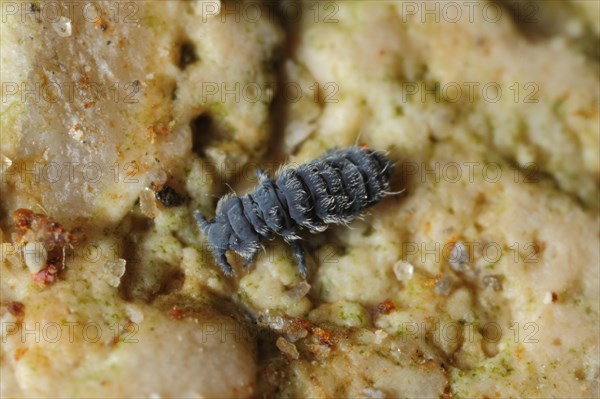 Rockpool Springtail