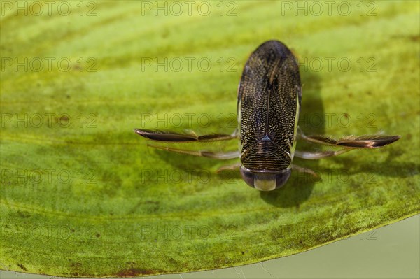 Lesser Water Boatman