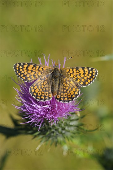 Plantain Fritillary