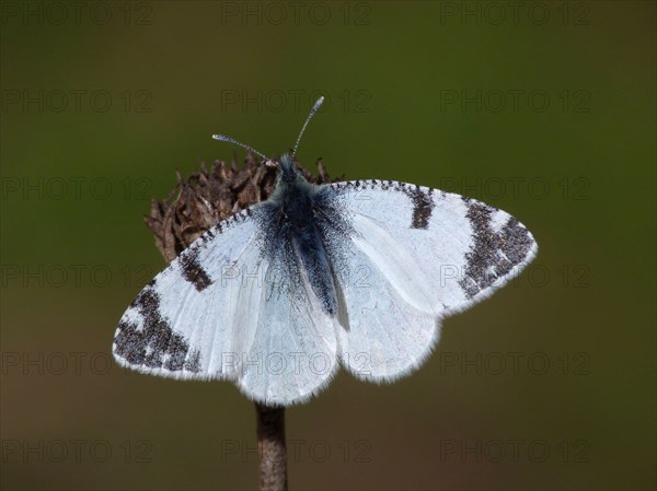 Male Portuguese Spotted White