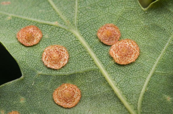 Common Spangle Gall Wasp