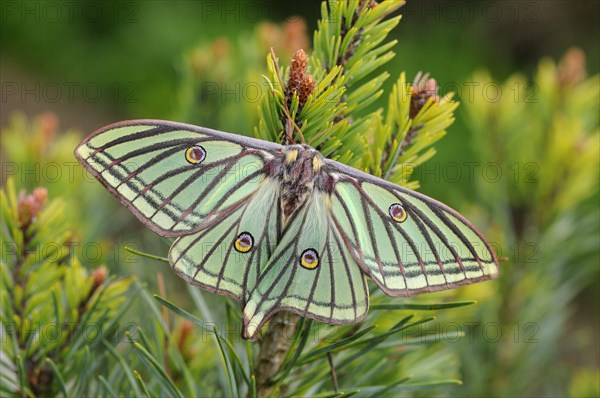 Spanish spanish moon moth