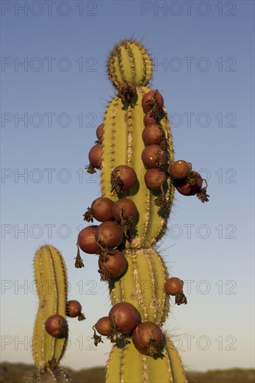 Candelabra cactus with fruit on Isabela Island
