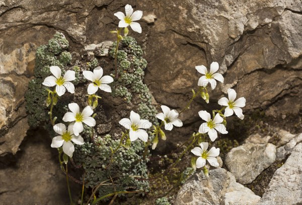 Blue-green Saxifrage