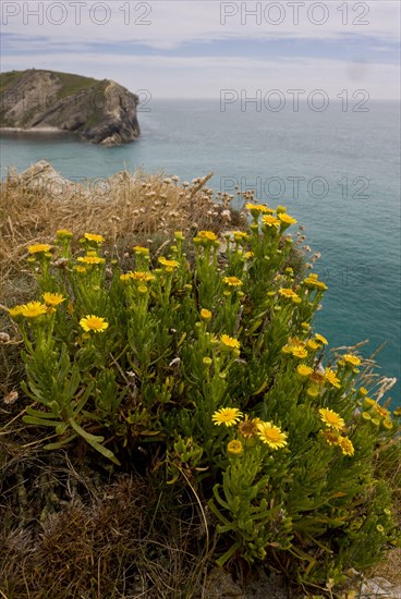 Golden Samphire