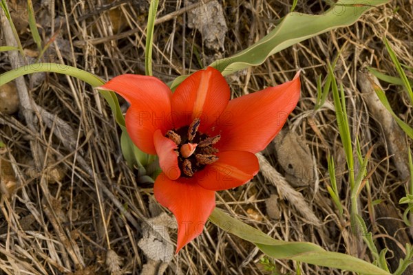 Small early flowering tulip