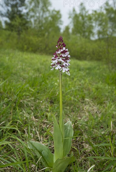 Northern marsh-orchid