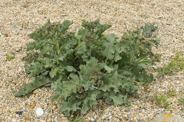 Sea kale