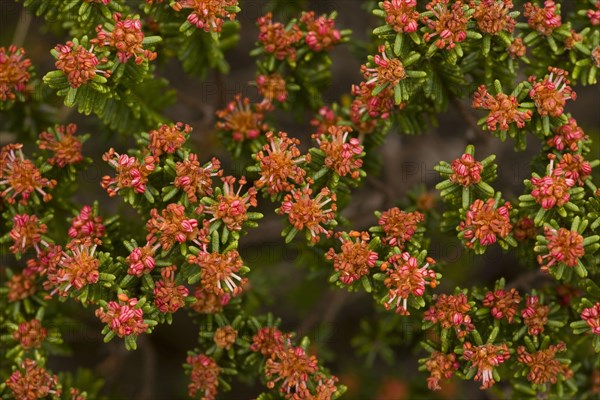 Portuguese crowberry