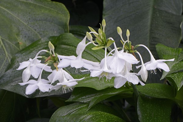 Heart chalice or amazon lily