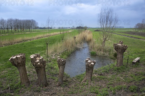 Cleared willow trees in a field in spring