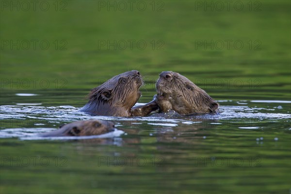 Eurasian beaver