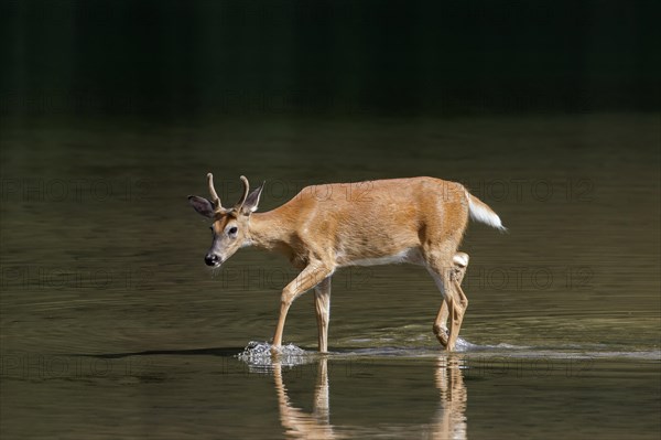 White-tailed deer