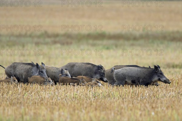 Wild boars