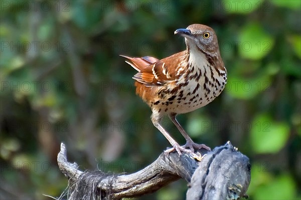 Red-backed Mockingbird