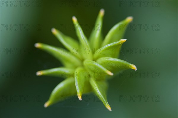 Marsh marigold