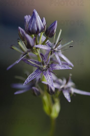 Marsh gentian