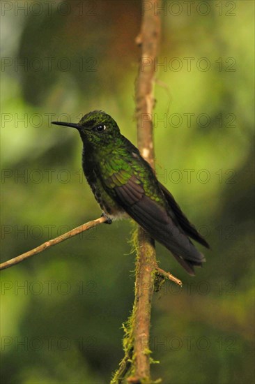 Pale-tailed Hummingbird