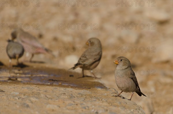 Trumpeter finch