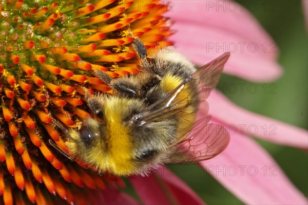 Light Yellow Ground Bumblebee