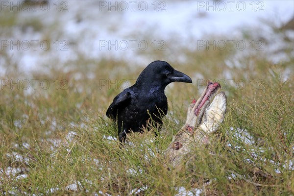 Common raven