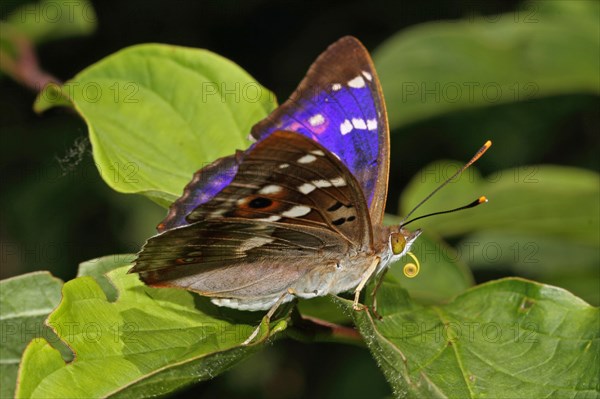 Lesser Schiller Butterfly