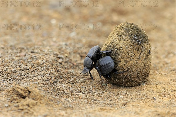 Dung beetle