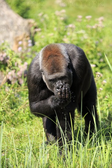 Western lowland gorilla