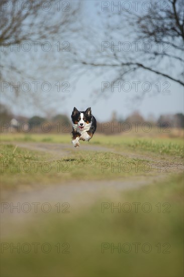 Australian Shepherd