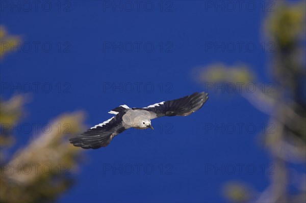 Clark's nutcracker