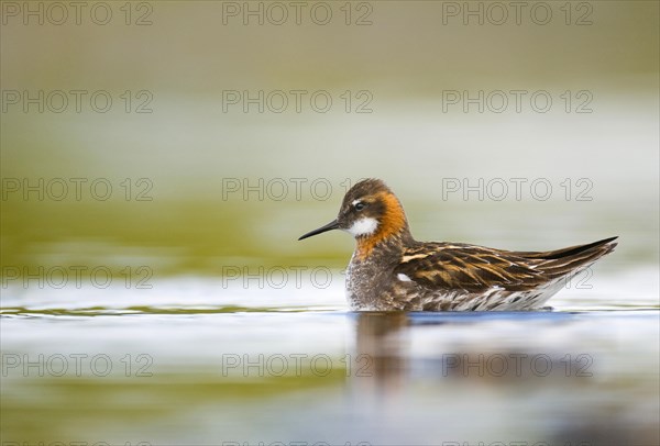 Red-necked Phalarope