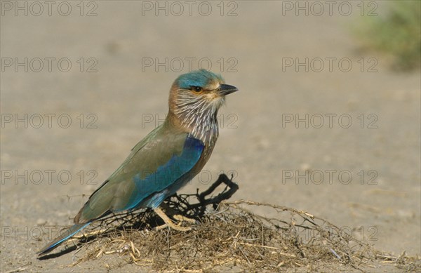 Indian indian roller