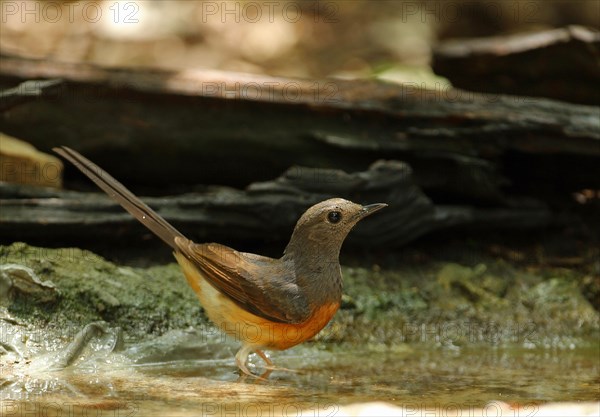 White-rumped Shama