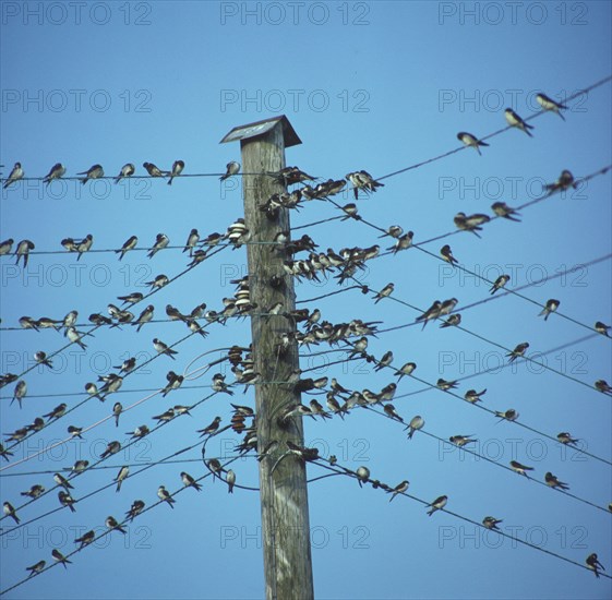 Barn swallow